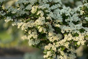Hedgelaying at Eastbrookend Country Park with Thames Chase Conservation Volunteers