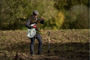 person planting a tree
