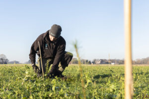 Member of National Trust staff planting at Lunt, Cheshire