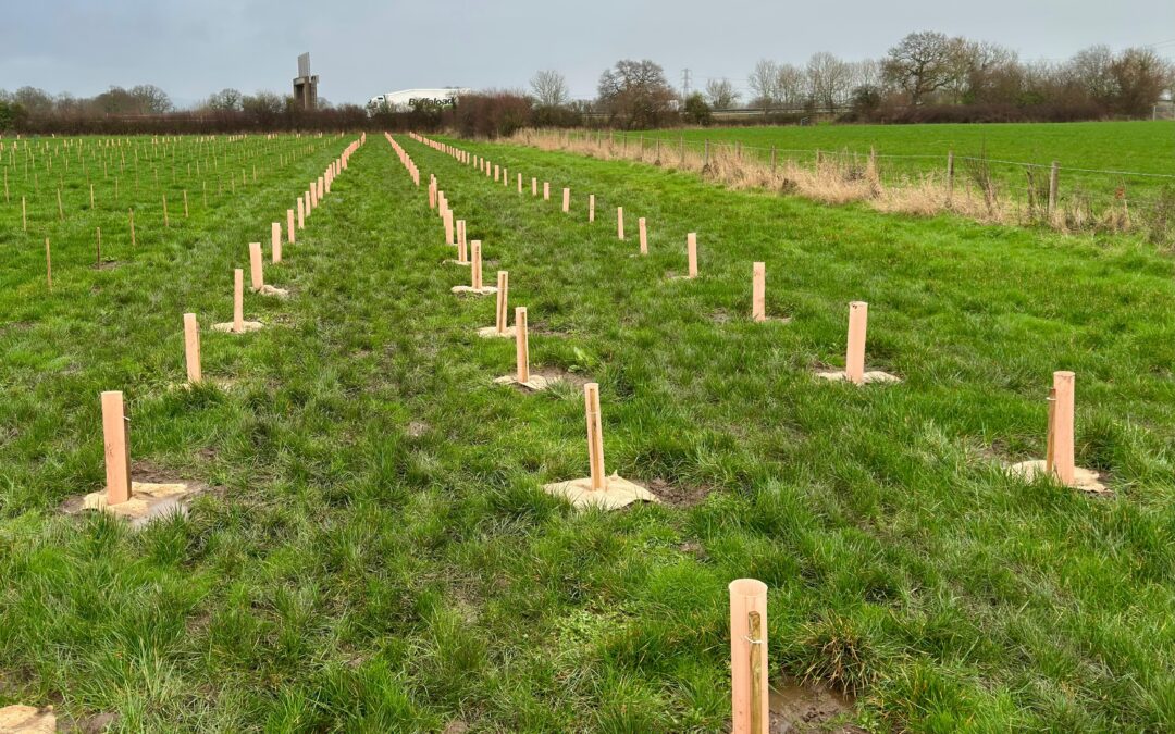Read the 2025-26 Trees for Climate Impact Report